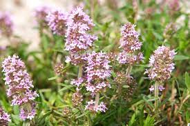 thymian