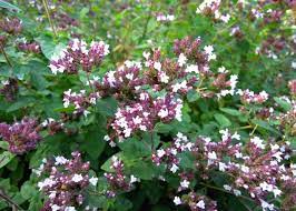 oregano
