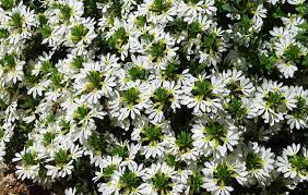 facherblume
