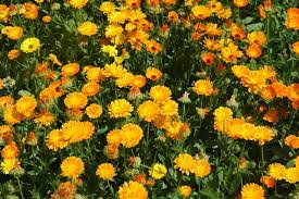 ringelblume