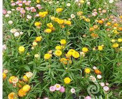 niedrige-strohblume