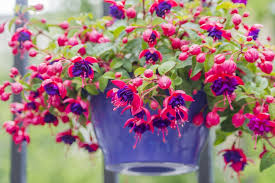 fuchsien