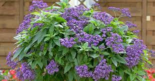 vanilleblume