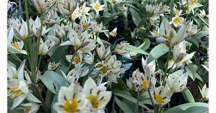 wildtulpe