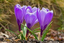 crocus-lila