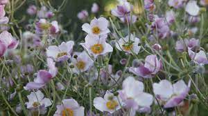 anemonen