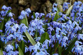 blausternchen