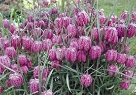 schachbrettblume