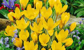 crocus-gelb